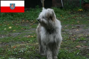Read more about the article Pudel owczy hodowcy i szczenięta w Turyngia