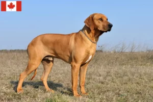 Read more about the article Rhodesian Ridgeback hodowcy i szczenięta w Kanada