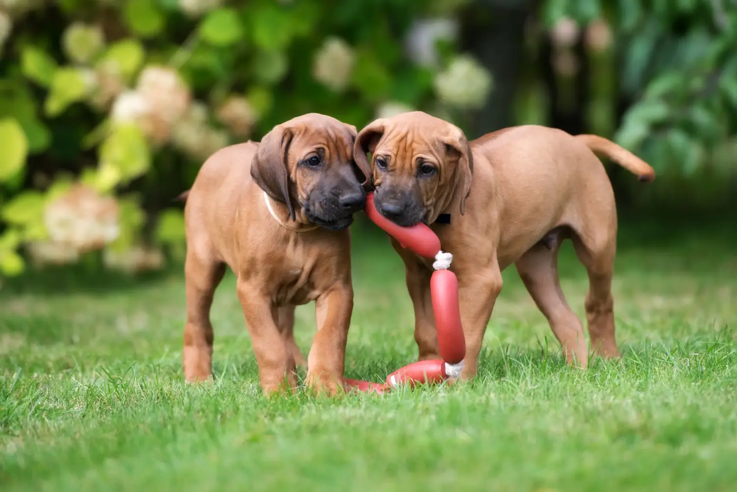 Kupno szczeniaka Rhodesian Ridgeback oznacza wzięcie na siebie odpowiedzialności! Kup szczenięta Rhodesian Ridgeback.