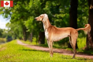 Read more about the article Hodowcy i szczenięta Saluki w Kanada