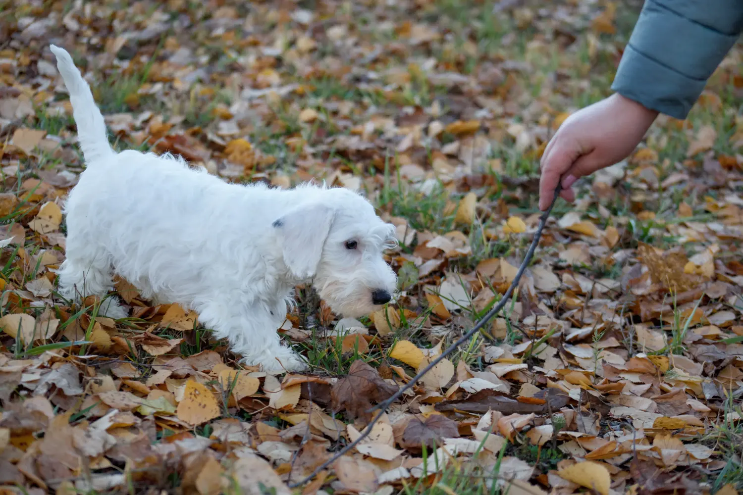 Kupno szczeniaka Sealyham Terriera oznacza wzięcie na siebie odpowiedzialności! Kup szczenięta Sealyham Terrier.