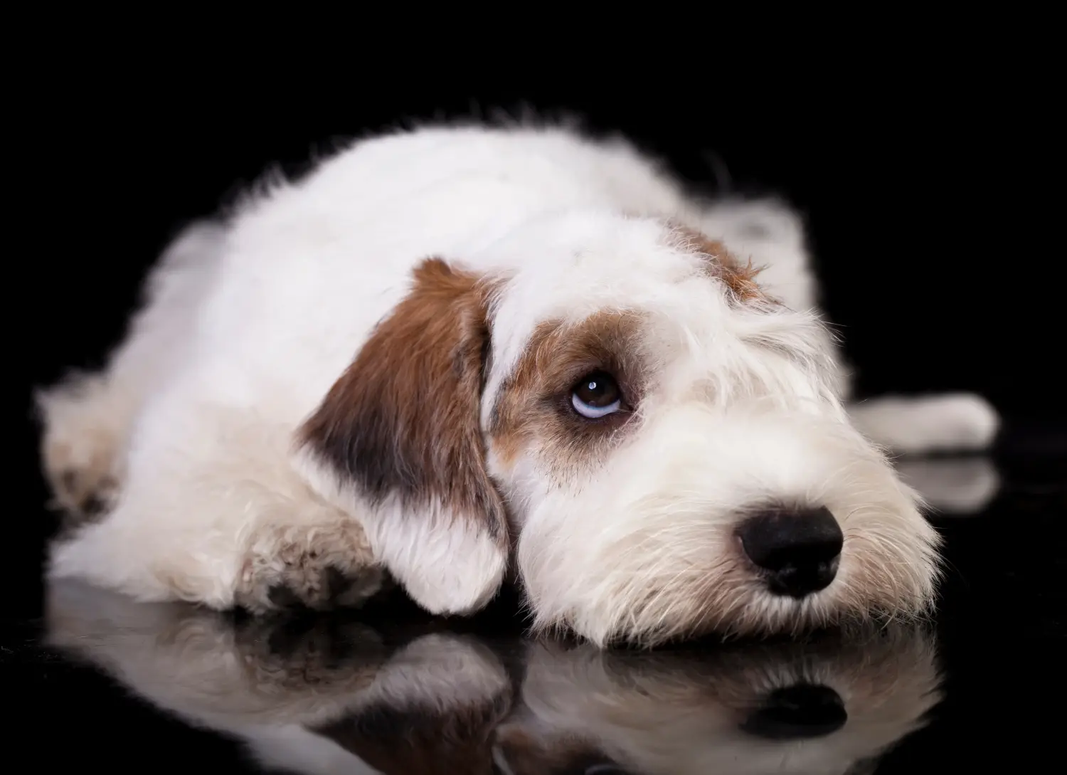 Kupno szczeniaka Sealyham Terriera oznacza wzięcie na siebie odpowiedzialności! Kup szczenięta Sealyham Terrier.
