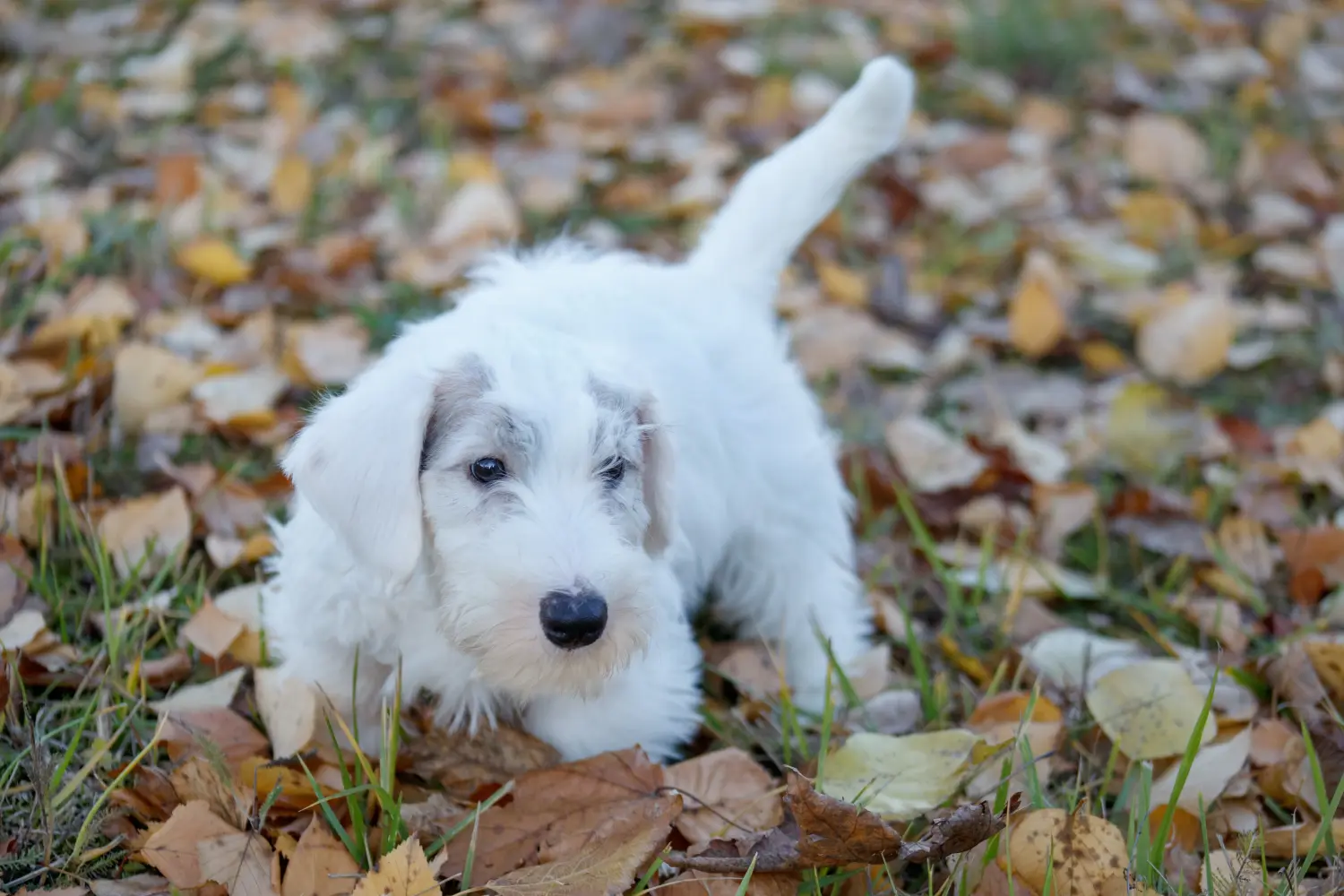 Kupno szczeniaka Sealyham Terriera oznacza wzięcie na siebie odpowiedzialności! Kup szczenięta Sealyham Terrier.