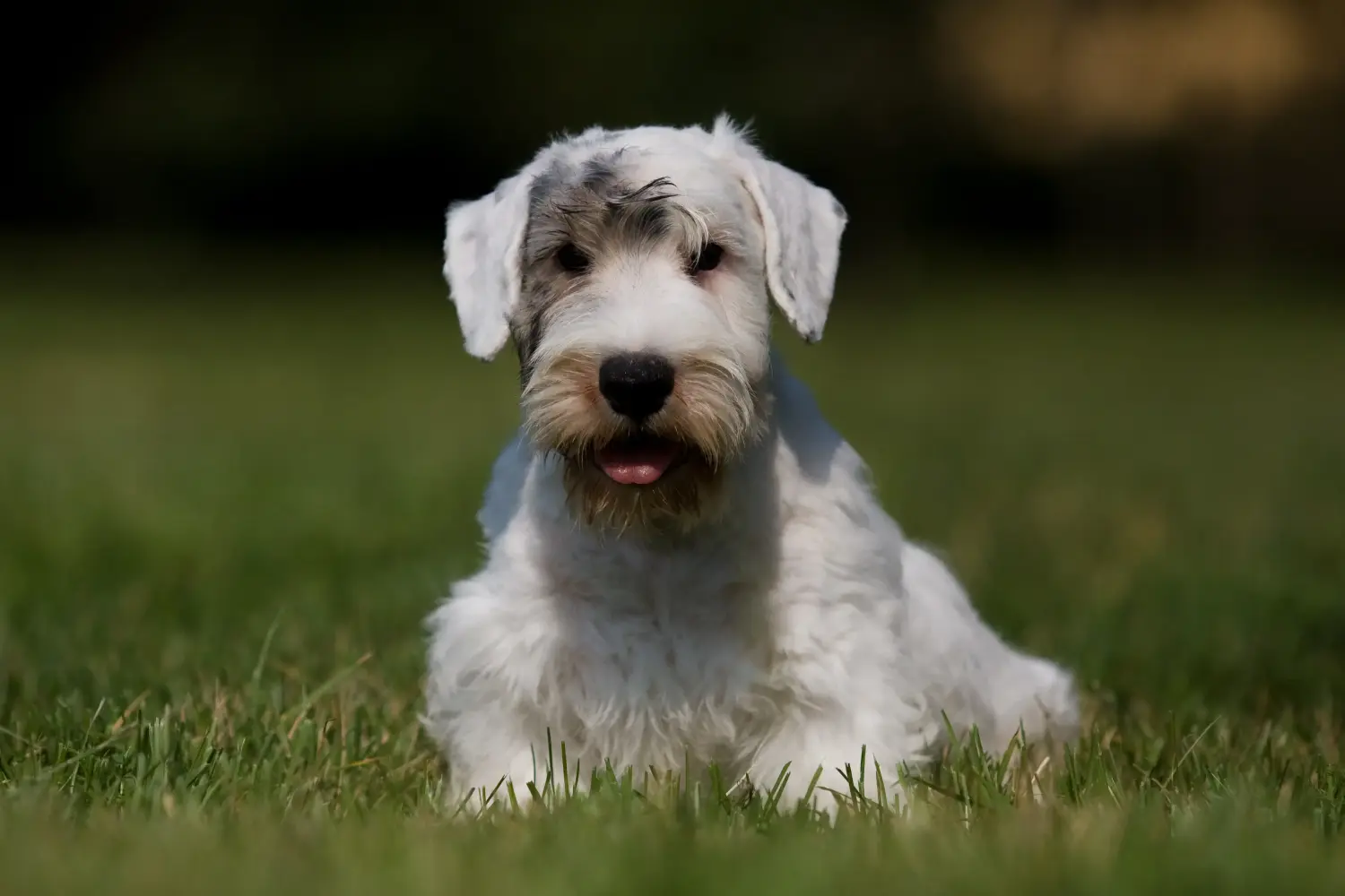 Kupno szczeniaka Sealyham Terriera oznacza wzięcie na siebie odpowiedzialności! Kup szczenięta Sealyham Terrier.