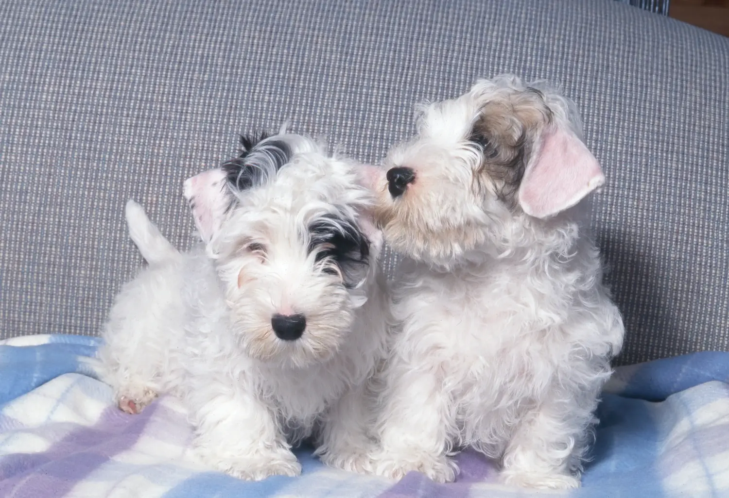 Kupno szczeniaka Sealyham Terriera oznacza wzięcie na siebie odpowiedzialności! Kup szczenięta Sealyham Terrier.
