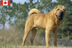 Read more about the article Hodowcy i szczenięta Shar-Pei w Kanada