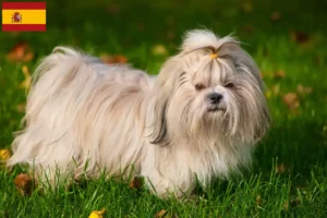Read more about the article Hodowcy i szczenięta shih tzu w Hiszpania