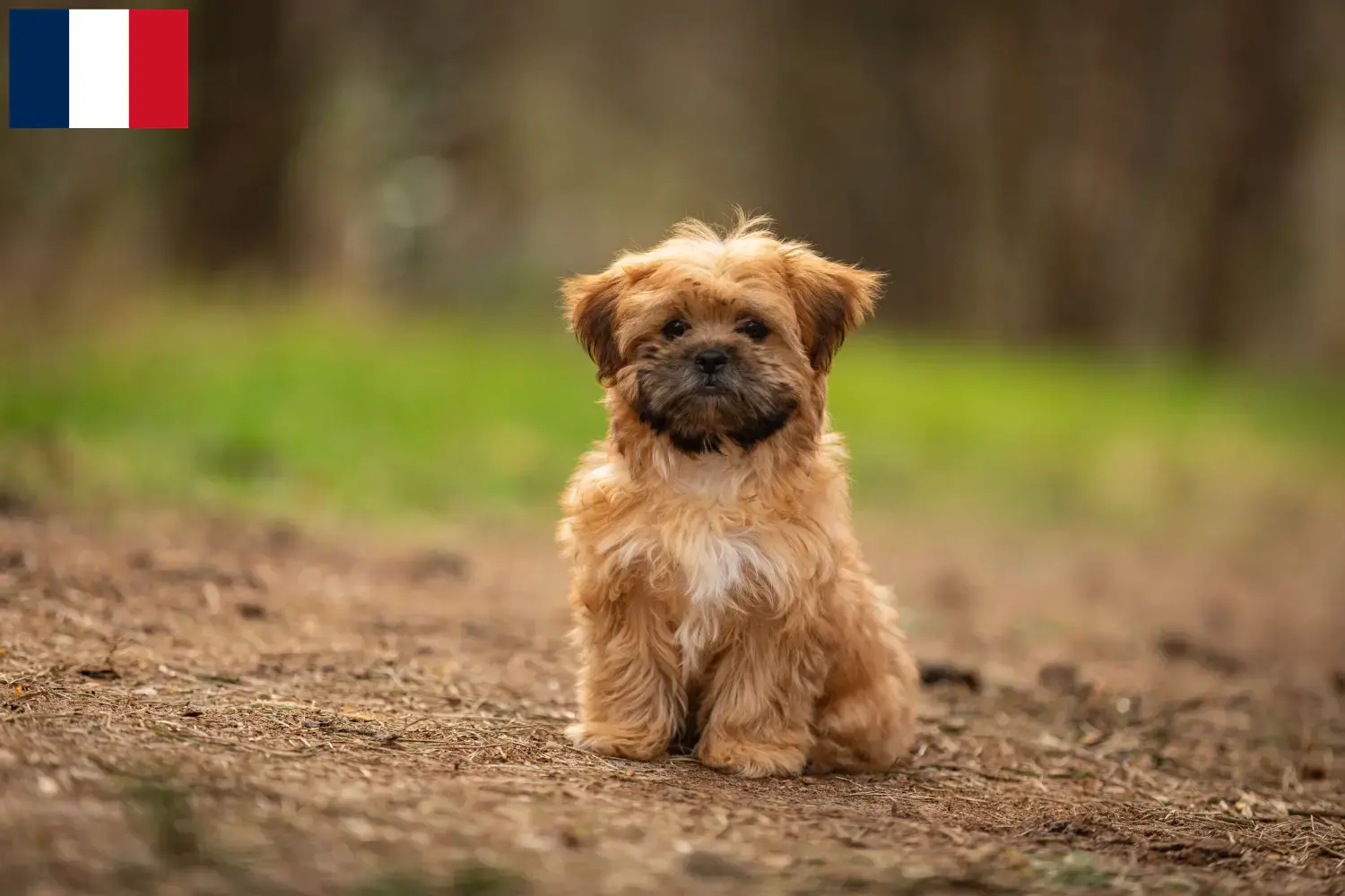Read more about the article Hodowcy i szczenięta Shorkie w Francja