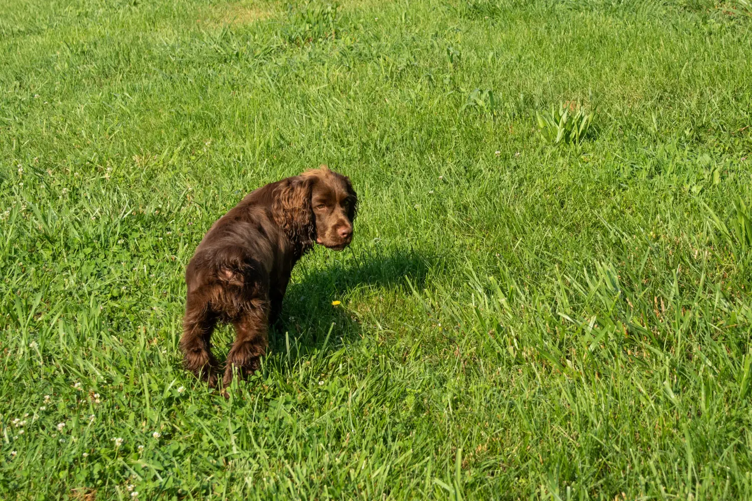 Zakup szczeniaka rasy Sussex spaniel oznacza wzięcie na siebie odpowiedzialności! Kup szczenięta rasy Sussex spaniel.