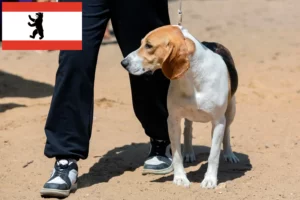 Read more about the article Hodowca psów nizinnych szwajcarskich i szczeniąt w Berlinie