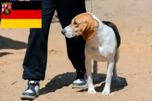 Read more about the article Szwajcarski hodowca psów zjazdowych i szczeniąt w Nadrenii-Palatynacie