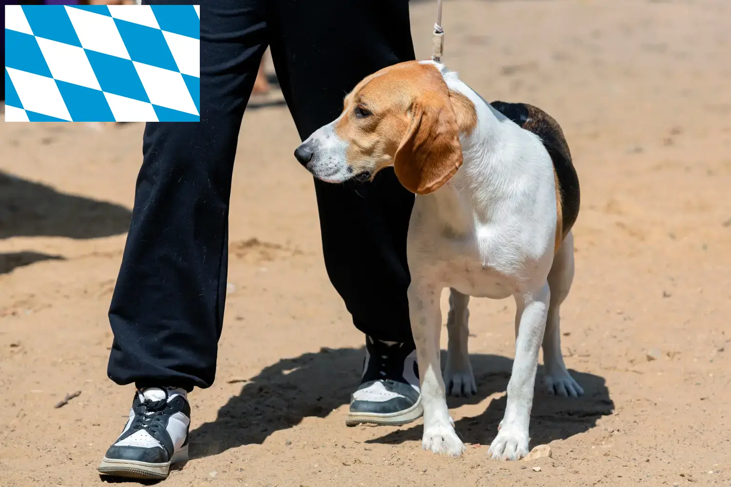 Szczenięta szwajcarskiego psa holenderskiego i hodowca Bawaria Tutaj znajdziesz szwajcarskich hodowców psów zjazdowych w Bawaria.