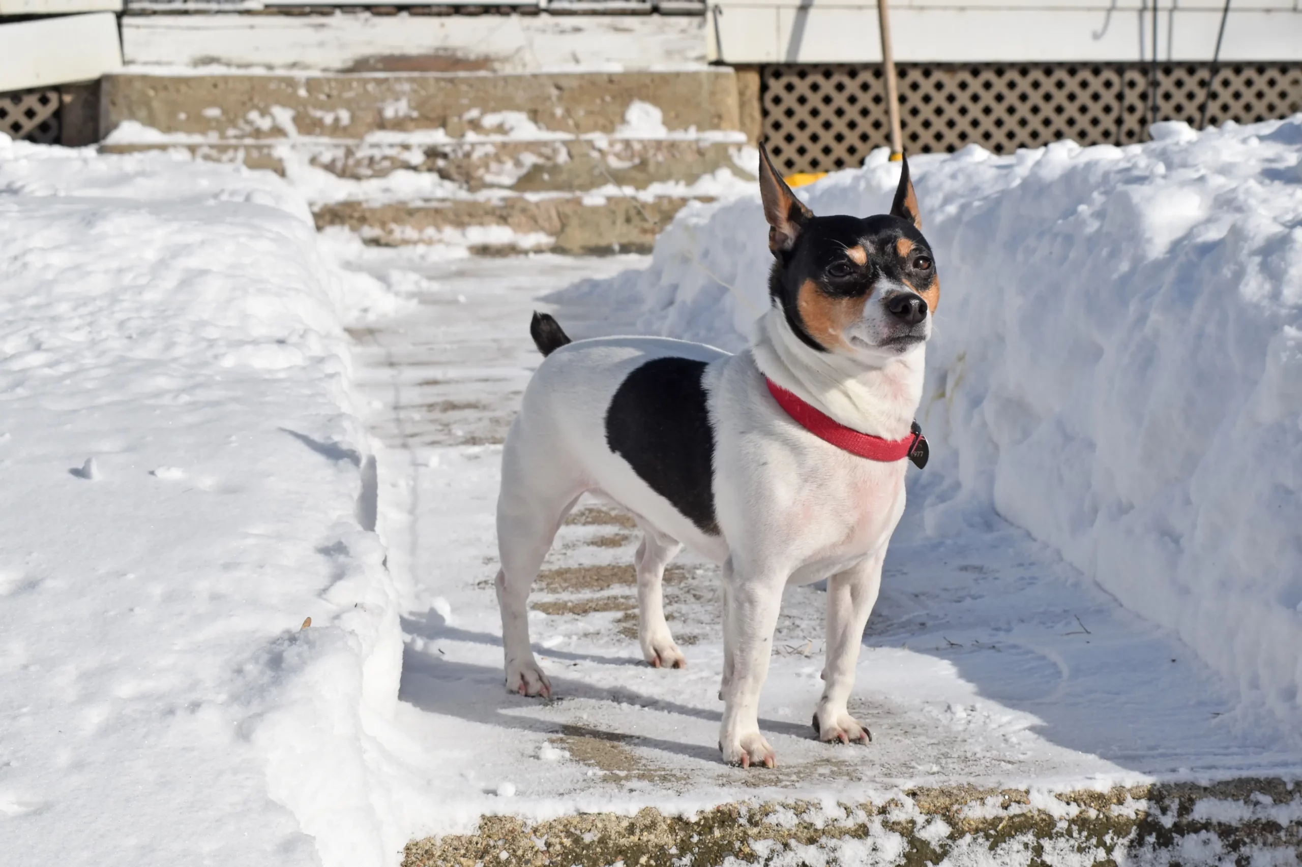 Read more about the article Teddy Roosevelt Terrier Hodowca