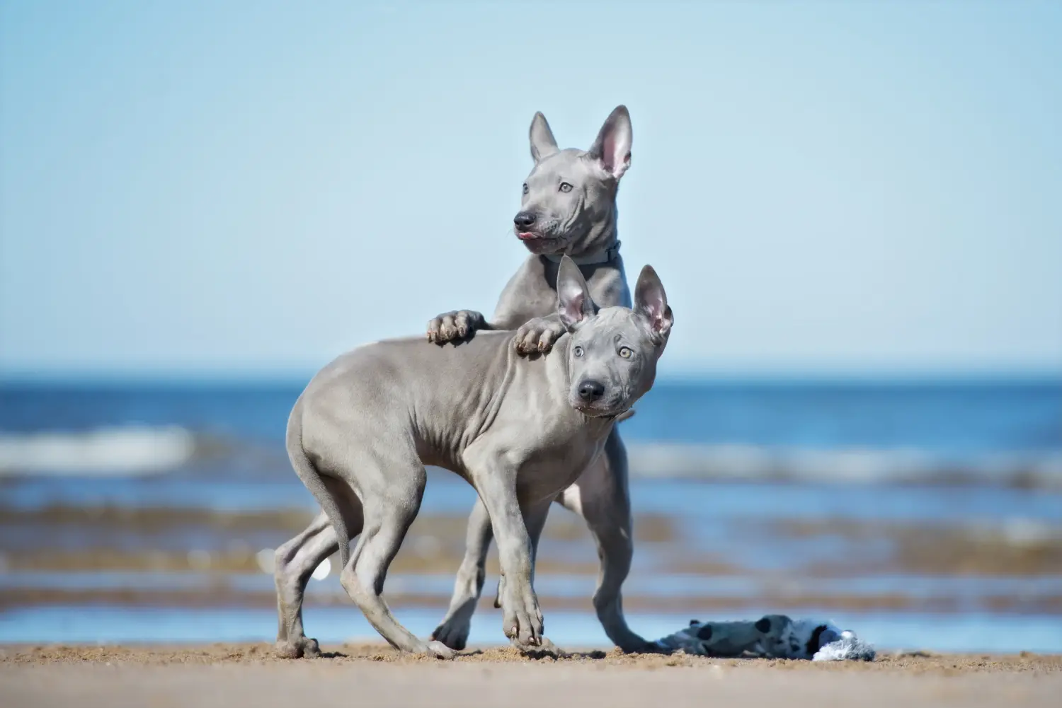 Kupno szczeniaka rasy Thai Ridgeback oznacza wzięcie na siebie odpowiedzialności! Kup szczenięta rasy Thai Ridgeback.