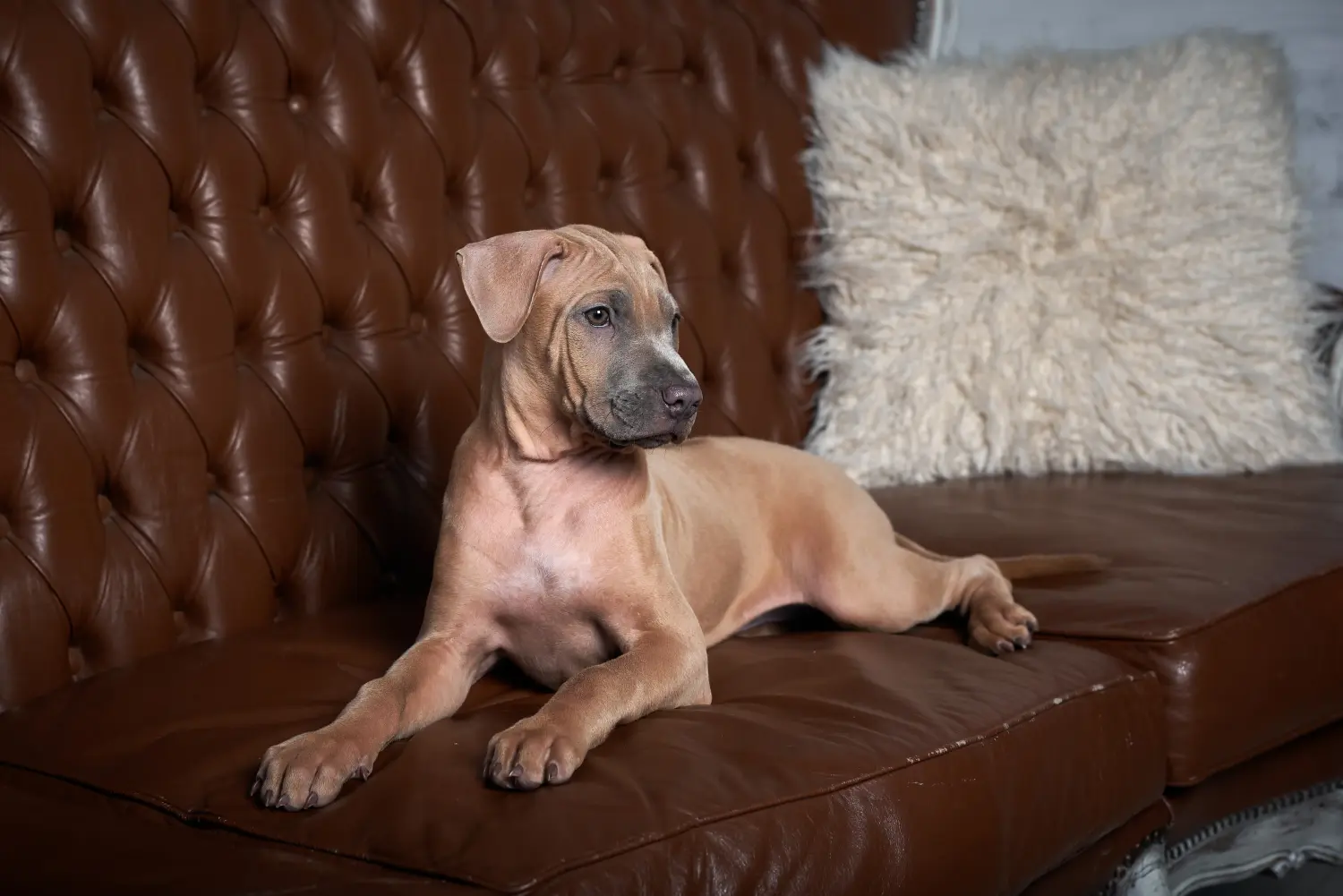 Kupno szczeniaka rasy Thai Ridgeback oznacza wzięcie na siebie odpowiedzialności! Kup szczenięta rasy Thai Ridgeback.