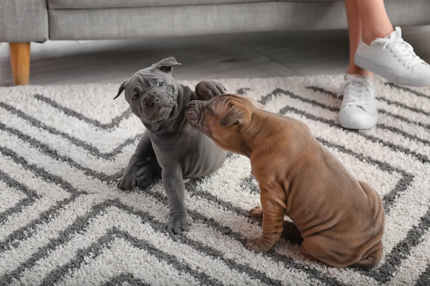 Kupno szczeniaka rasy Thai Ridgeback oznacza wzięcie na siebie odpowiedzialności! Kup szczenięta rasy Thai Ridgeback.