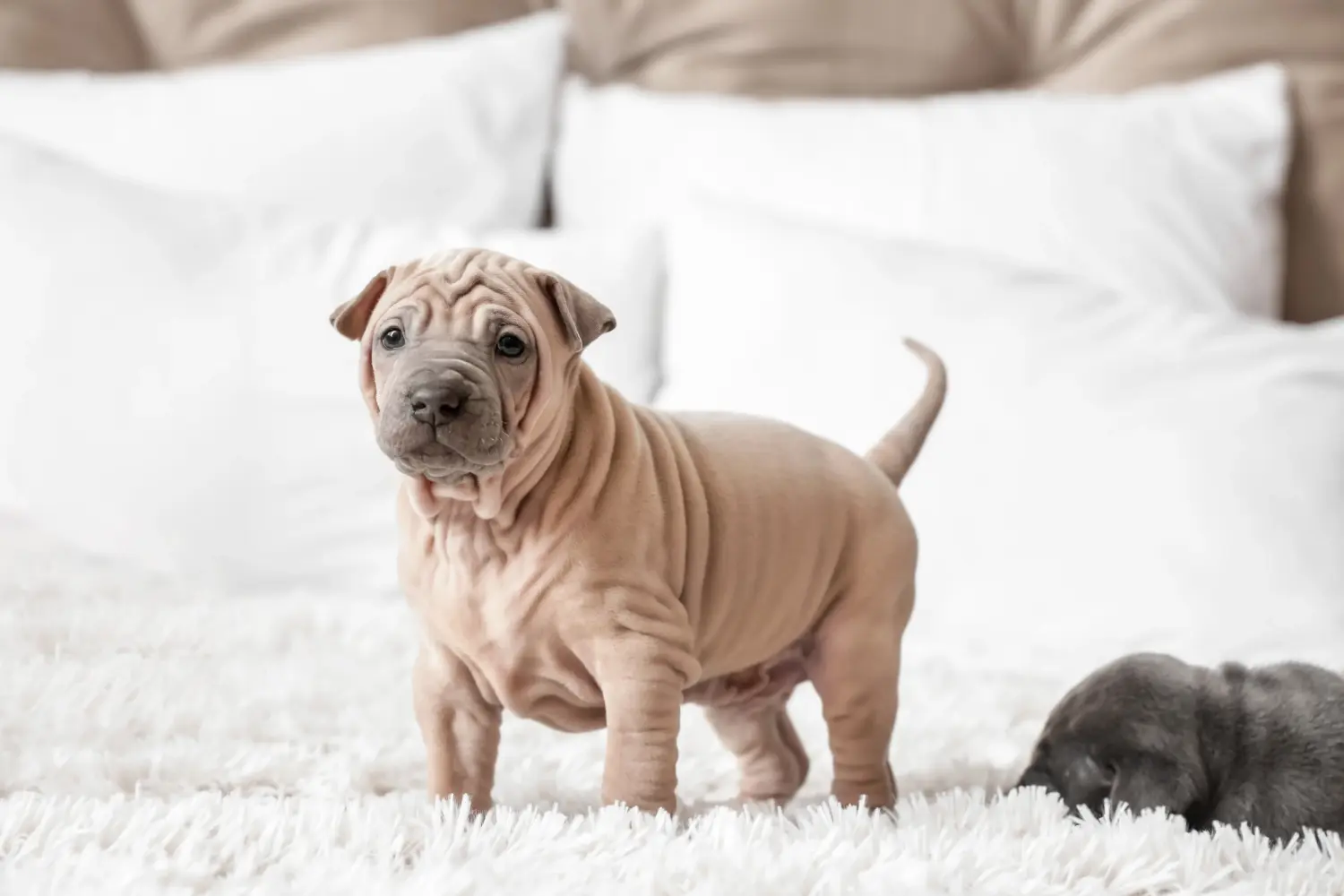 Kupno szczeniaka rasy Thai Ridgeback oznacza wzięcie na siebie odpowiedzialności! Kup szczenięta rasy Thai Ridgeback.