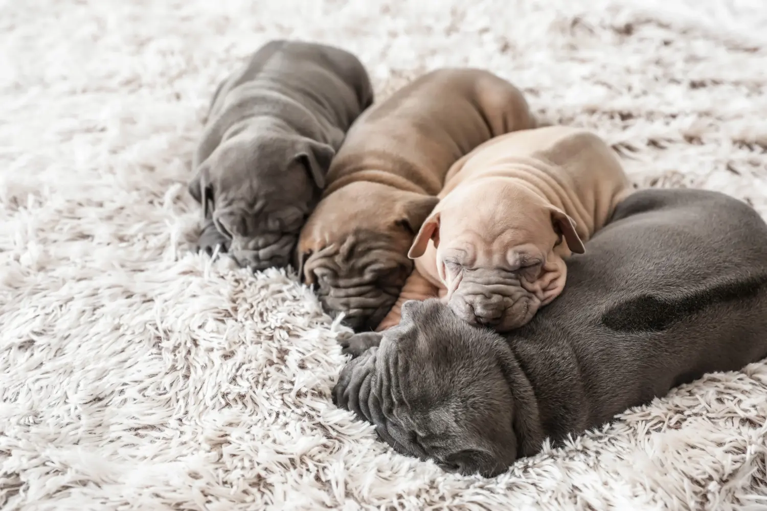 Kupno szczeniaka rasy Thai Ridgeback oznacza wzięcie na siebie odpowiedzialności! Kup szczenięta rasy Thai Ridgeback.