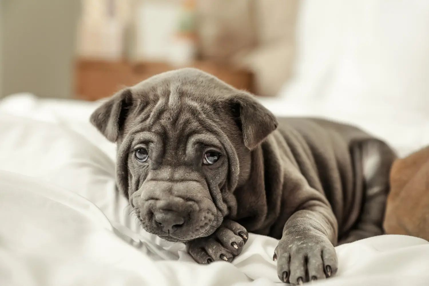 Kupno szczeniaka rasy Thai Ridgeback oznacza wzięcie na siebie odpowiedzialności! Kup szczenięta rasy Thai Ridgeback.