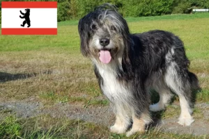 Read more about the article Wäller hodowcy i szczenięta w Berlin