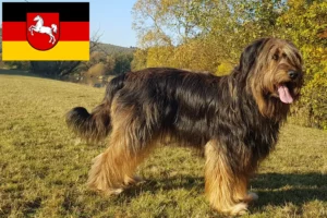 Read more about the article Hodowcy i szczenięta Wäller w Dolna Saksonia