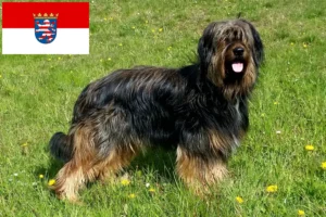 Read more about the article Hodowcy i szczenięta Wäller w Hesja