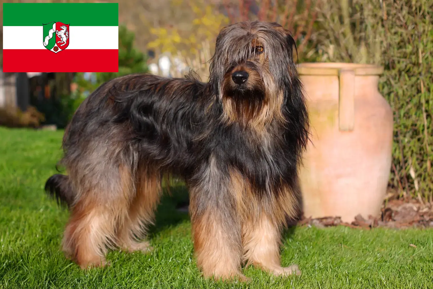 Wäller szczenięta i hodowcy Nadrenia Północna-Westfalia Tutaj znajdą Państwo hodowców Wäller w Nadrenia Północna-Westfalia.