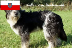 Read more about the article Wäller hodowcy i szczenięta w Turyngia
