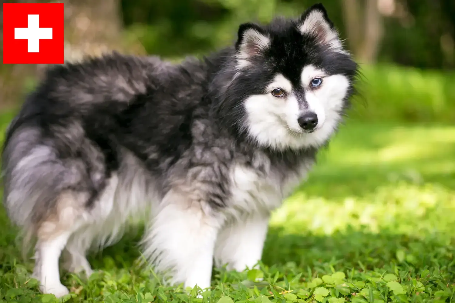 Alaskan Klee Kai szczenięta i hodowcy Szwajcaria Tutaj znajdziesz hodowców rasy Alaskan Klee Kais w Szwajcaria.