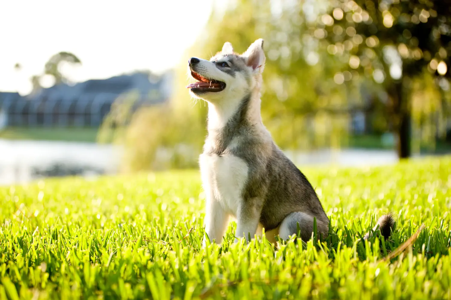 Zakup szczeniaka rasy Alaskan Klee Kai oznacza wzięcie na siebie odpowiedzialności! Kup szczenięta rasy Alaskan Klee Kai.
