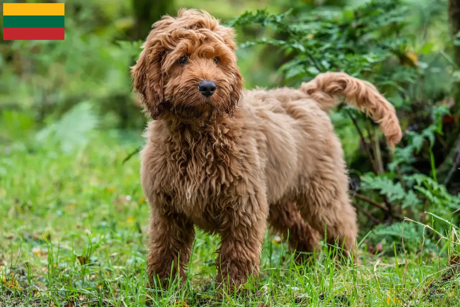 Cockapoo szczenięta i hodowcy Litwa Tutaj możesz znaleźć hodowców Cockapoos w Litwa.