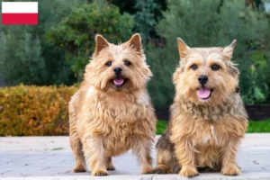 Read more about the article Hodowcy i szczenięta Norwich terrier w Polska