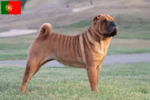 Read more about the article Hodowcy i szczenięta Shar-Pei w Portugalia