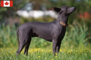 Read more about the article Xolo hodowcy i szczenięta w Kanada