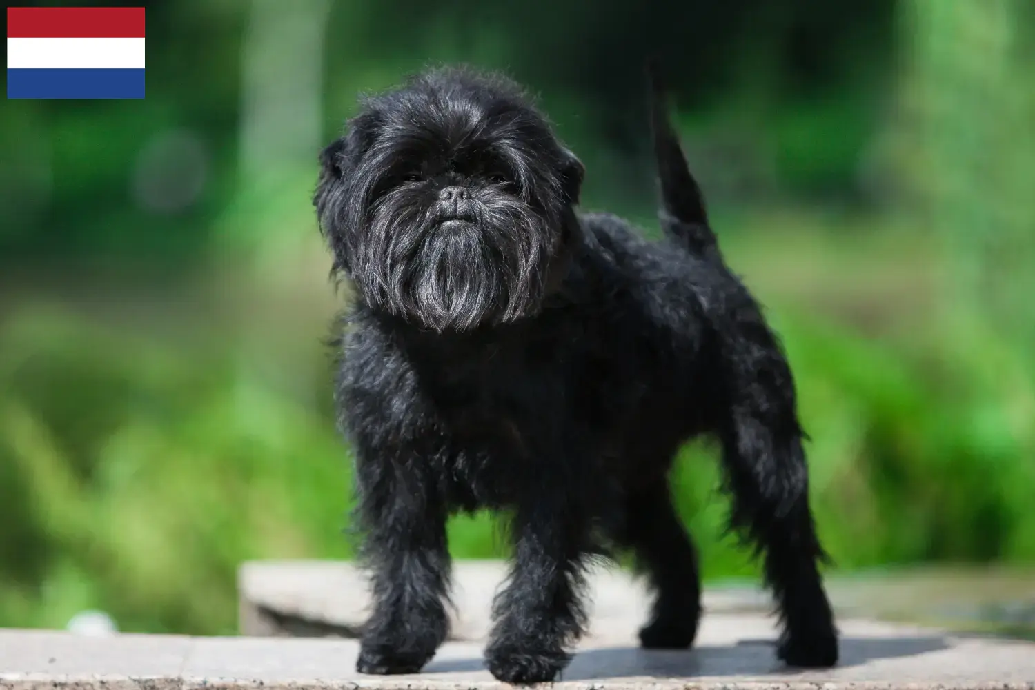 Read more about the article Hodowcy i szczenięta affenpinscher w Holandia