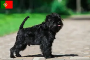 Read more about the article Hodowcy i szczenięta affenpinscher w Portugalia