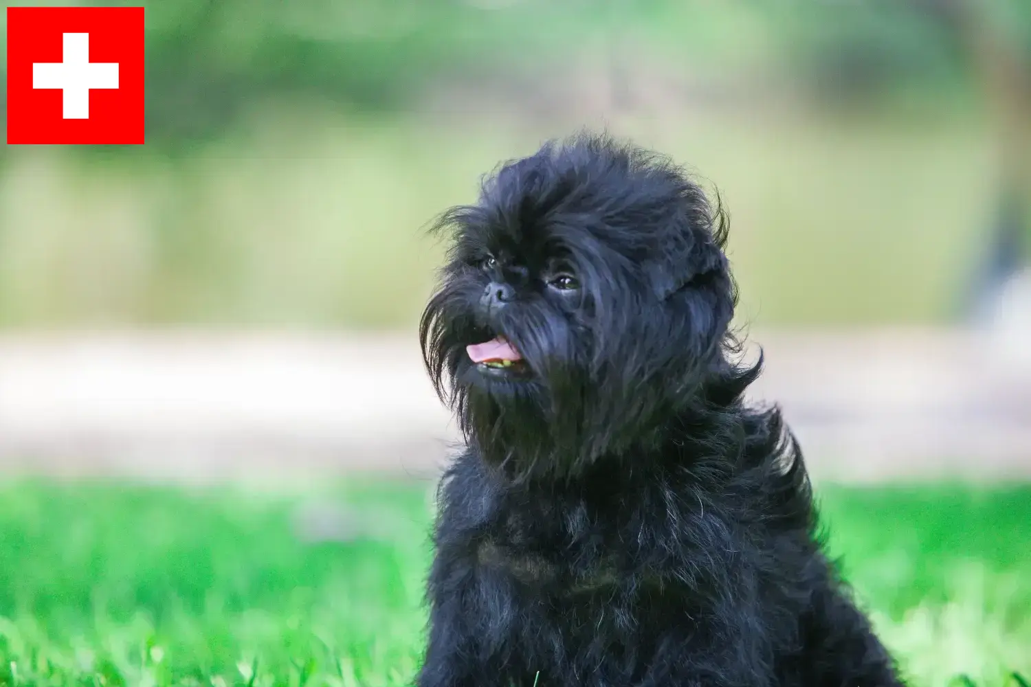 Read more about the article Hodowcy i szczenięta affenpinscher w Szwajcaria