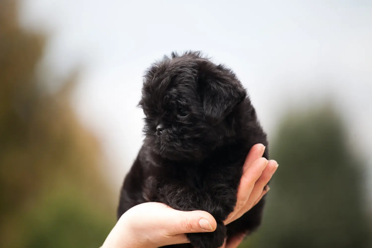 Kupno szczeniaka rasy affenpinczer oznacza wzięcie na siebie odpowiedzialności! Kup szczenięta rasy affenpinscher.