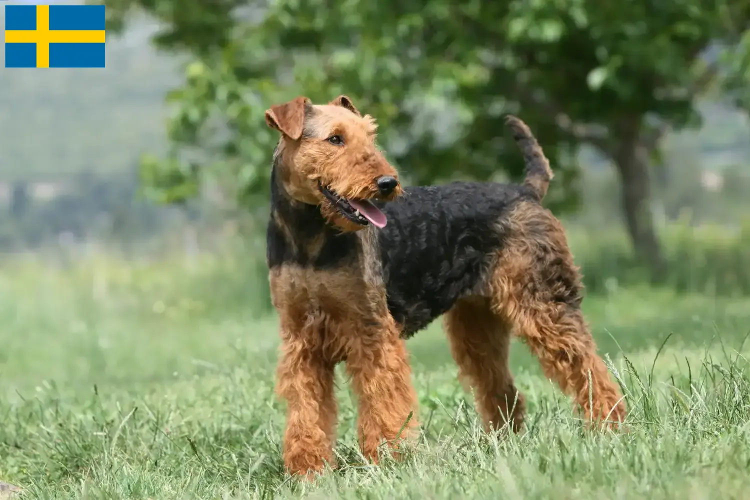 Read more about the article Hodowcy i szczenięta airedale terrier w Szwecja