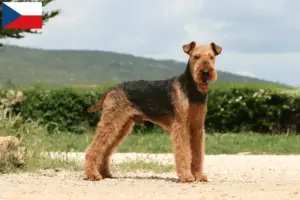 Read more about the article Hodowcy i szczenięta Airedale terrier w Czechy