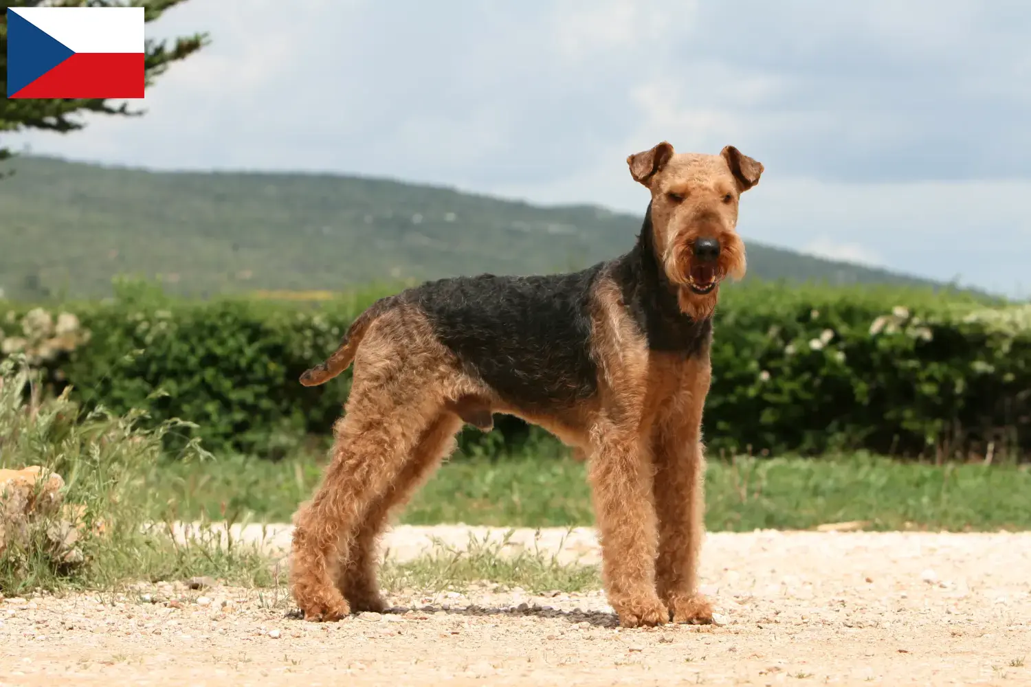 Airedale terrier szczenięta i hodowcy Republika Czeska Znajdź hodowców airedale terrierów w Czechy.
