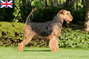 Read more about the article Hodowcy i szczenięta Airedale terrier w Wielka Brytania