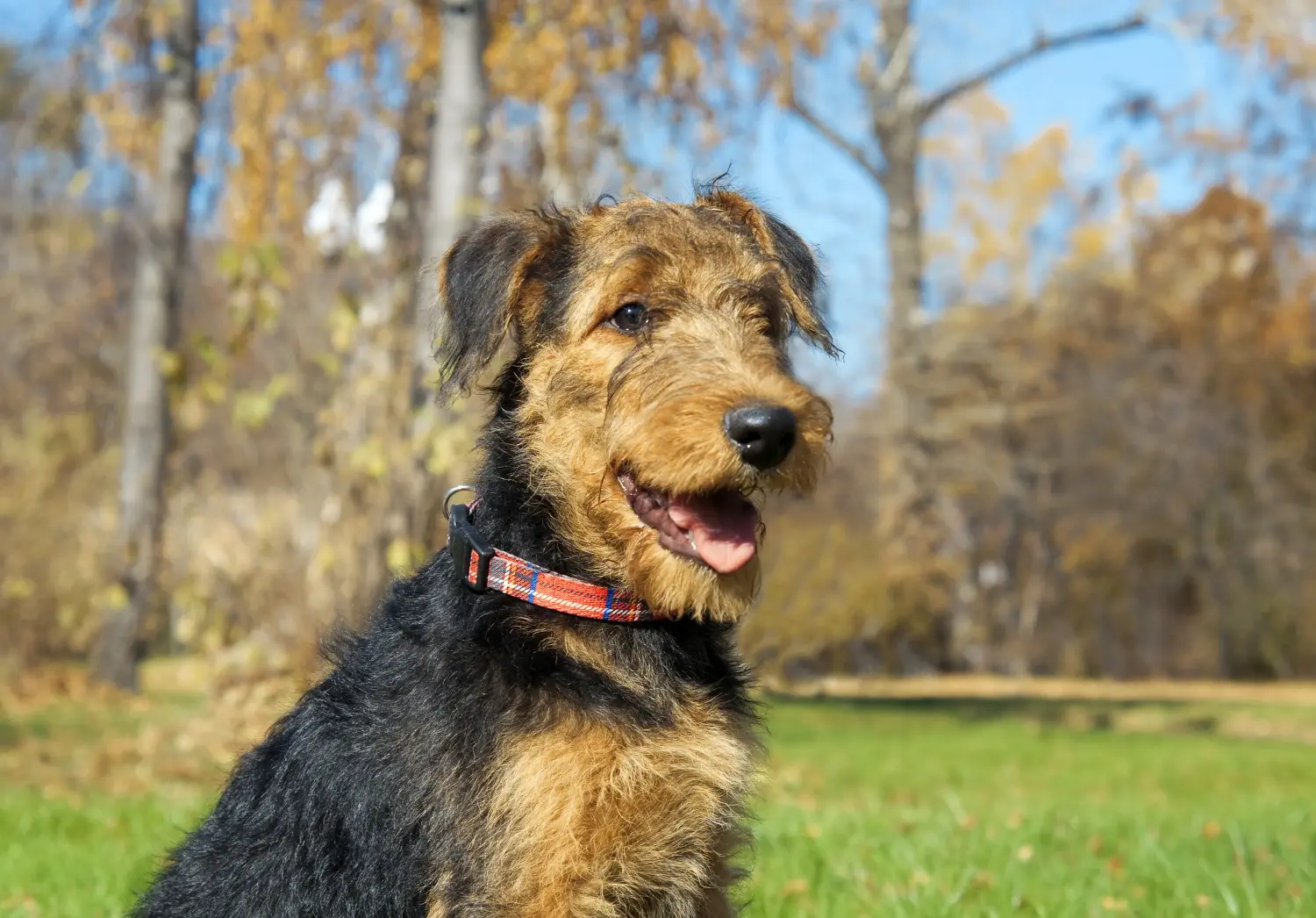 Kupno szczeniaka Airedale Terriera oznacza wzięcie na siebie odpowiedzialności! Kup szczenięta Airedale Terrier.