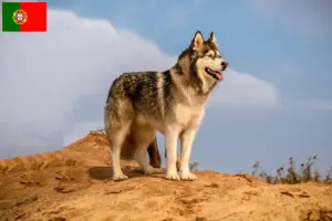 Read more about the article Hodowcy i szczenięta Alaskan malamute w Portugalia