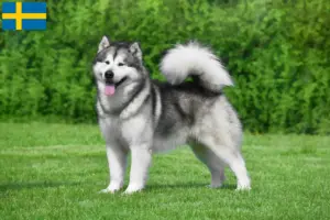 Read more about the article Hodowcy i szczenięta Alaskan malamute w Szwecja
