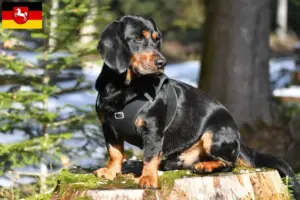 Read more about the article Alpejski Dachsbracke hodowcy i szczenięta w Dolna Saksonia