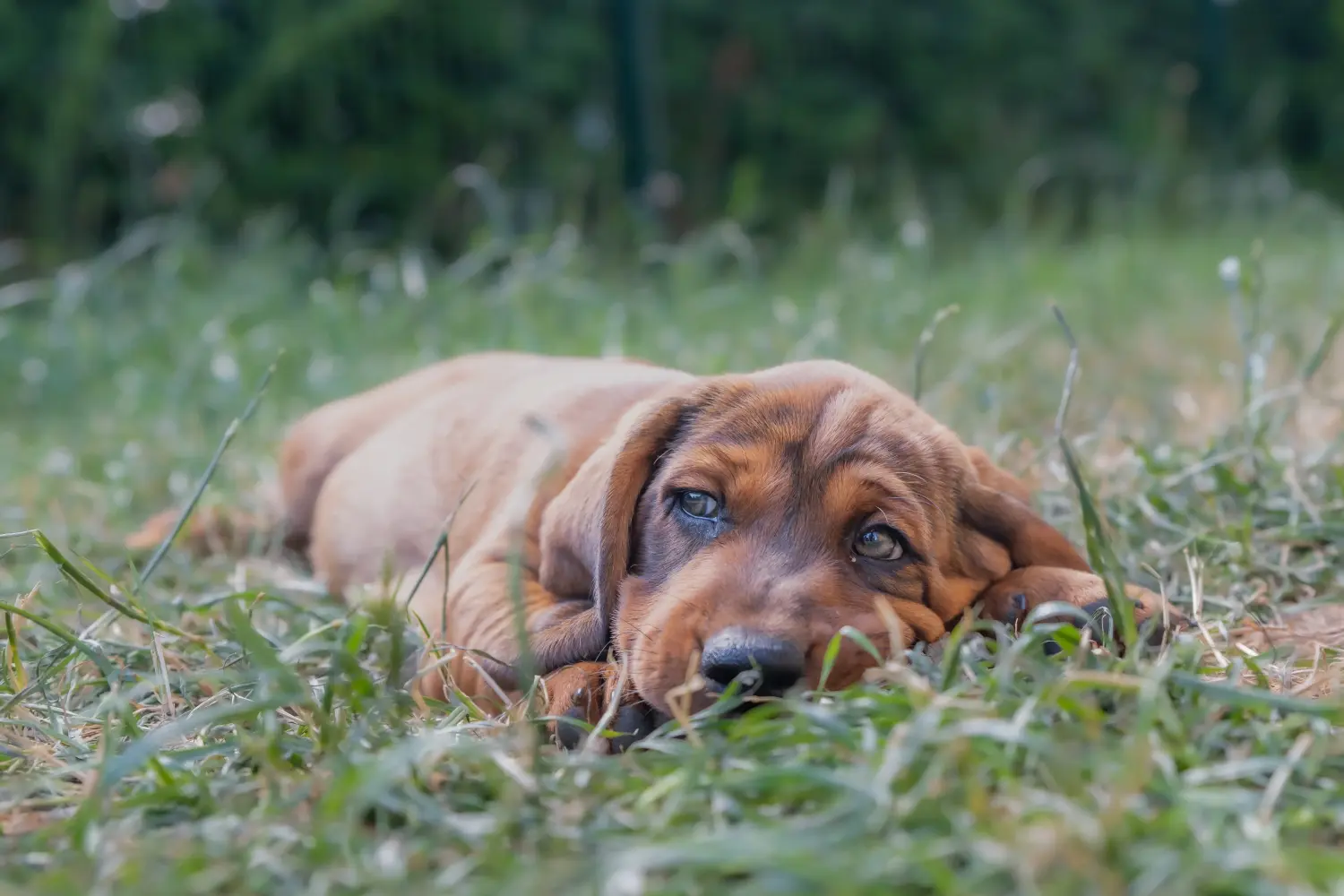 Kupno szczeniaka rasy Alpine Dachsbracke oznacza wzięcie na siebie odpowiedzialności! Kup szczenięta rasy Dachsbracke alpejski.