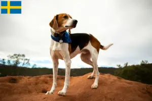 Read more about the article Hodowcy foxhoundów amerykańskich i szczenięta w Szwecja