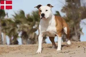 Read more about the article Hodowcy i szczenięta American Staffordshire Terrier w Dania