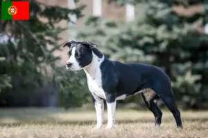 Read more about the article Hodowcy i szczenięta American Staffordshire Terrier w Portugalia